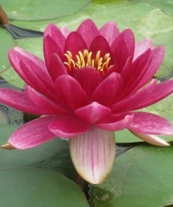 Roots Plants Red Water Lily | Nymphaea Perry's Baby Red