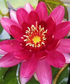 Roots Plants Red Water Lily | Nymphaea Perry's Baby Red