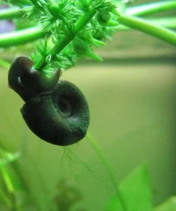 Roots Plants 5 Ramshorn Snails | Planorbis Corn
