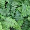 Roots Plants 3 Japanese Tassel Ferns | 9 Cm Pots