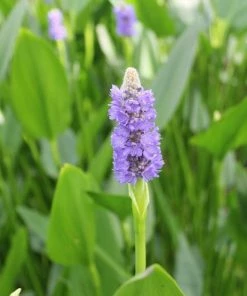 Roots Plants Giant Pickerel Rush Rushes