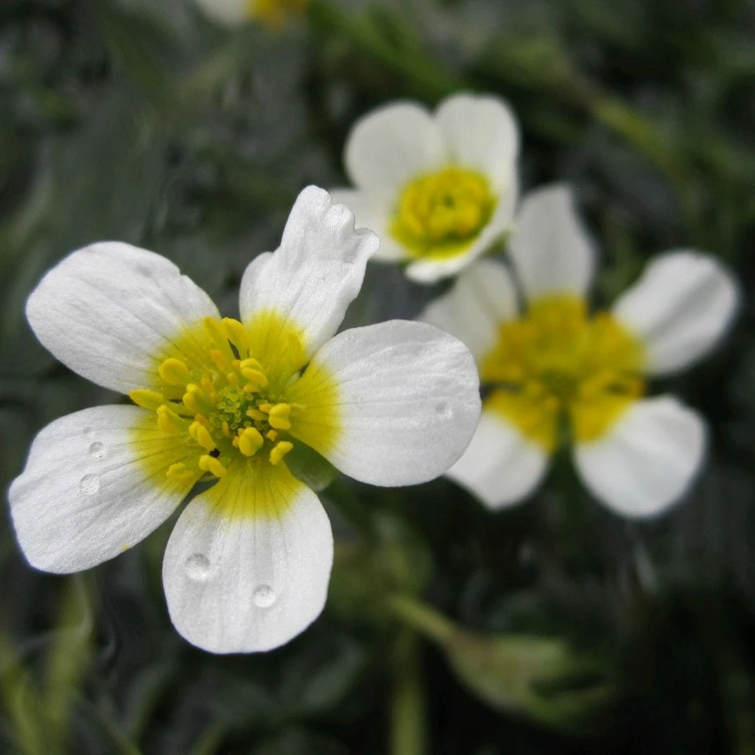 Roots Plants All Pond Plants 5 Water Crowsfoot| Oxygenating | 9cm Pots 3 Roots Plants All Pond Plants 5 Water Crowsfoot| Oxygenating | 9cm Pots