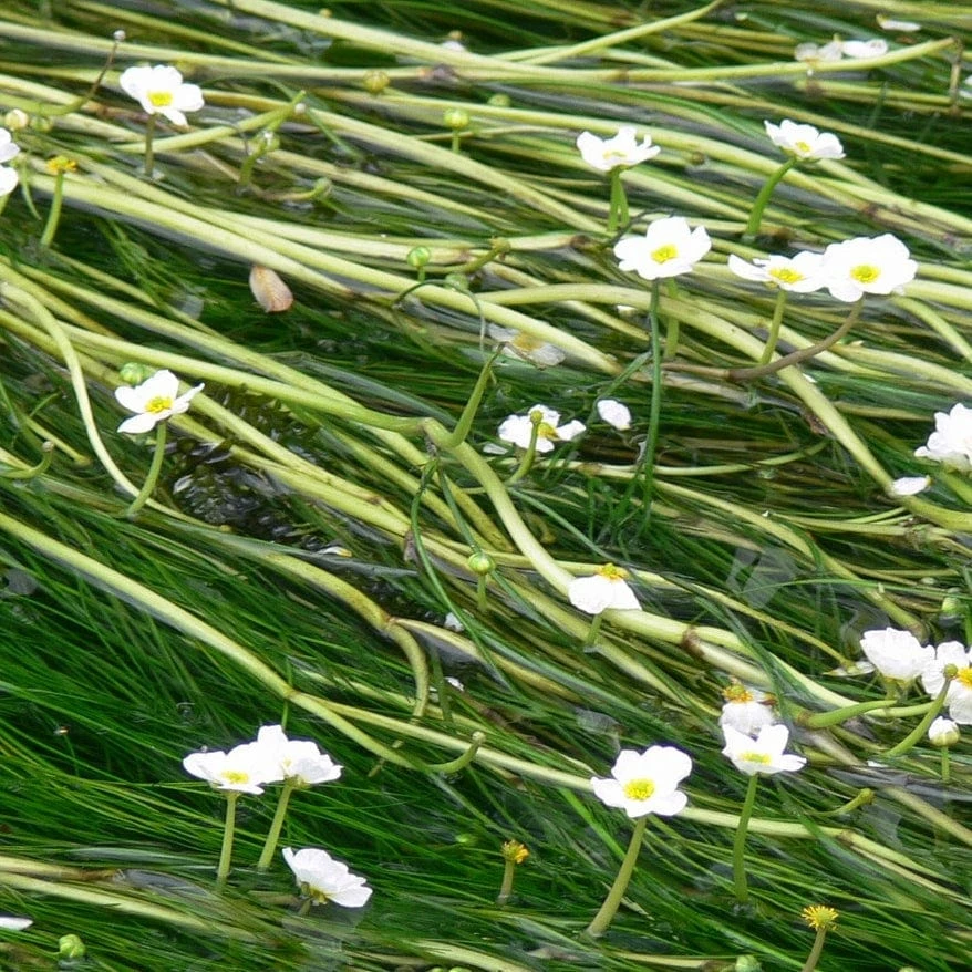 Roots Plants All Pond Plants 5 Water Crowsfoot| Oxygenating | 9cm Pots 4 Roots Plants All Pond Plants 5 Water Crowsfoot| Oxygenating | 9cm Pots