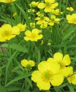 Roots Plants All Pond Plants Lesser Spearwort | Ranunculus Flammula