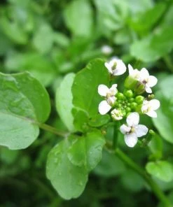 Roots Plants Watercress | Rorippa Nasturtium Aquaticum Winter Vegetable Plants