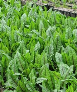 Roots Plants Bloodwort Wood Dock | Rumex Sanguineus