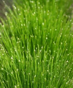 Roots Plants Fibre Optic Plants Fibre Optic Plant | Isolepsis Cerna| Oxygenating