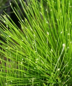 Roots Plants Fibre Optic Plants Fibre Optic Plant | Isolepsis Cerna| Oxygenating