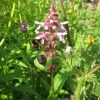 Roots Plants Marsh Woundwort | Stachys Palustris All Pond Plants