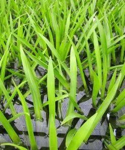 Roots Plants All Pond Plants Best Pond Plants For Any Size Pond | All In One | Oxygenating & Wildlife | Flowers & Structure