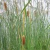 Roots Plants Rushes Medium Bulrush | Typha Gracilis 1 Roots Plants Rushes Medium Bulrush | Typha Gracilis