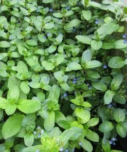 Roots Plants Water Pimpernel | Veronica Beccabunga All Pond Plants