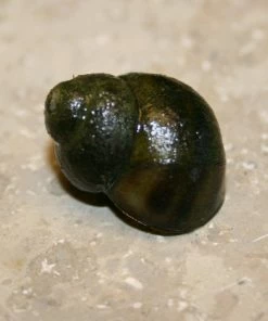 Roots Plants 5 Trapdoor Snails (Viviparus Viviparus) 7 Roots Plants 5 Trapdoor Snails (Viviparus Viviparus)