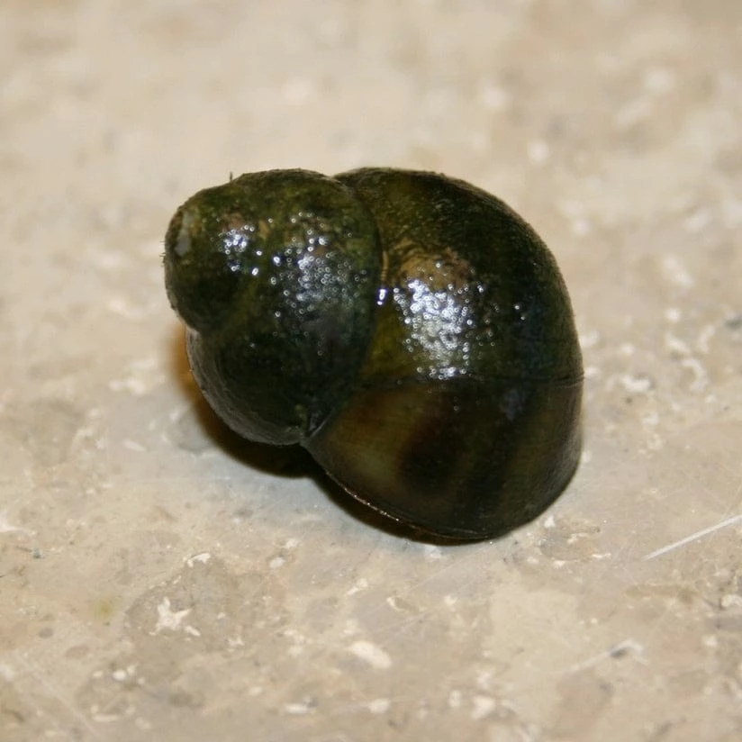 Roots Plants 5 Trapdoor Snails (Viviparus Viviparus) 5 Roots Plants 5 Trapdoor Snails (Viviparus Viviparus)