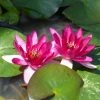 Roots Plants Dwarf Water Lily | Nymphaea Xiafei Trees For Small Gardens 1 Roots Plants Dwarf Water Lily | Nymphaea Xiafei Trees For Small Gardens