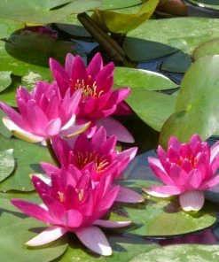 Roots Plants Shop 24 Roots Plants Dwarf Water Lily | Nymphaea Xiafei Trees For Small Gardens