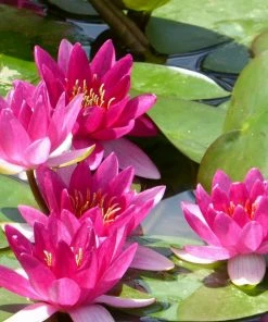 Roots Plants Dwarf Water Lily | Nymphaea Xiafei Trees For Small Gardens