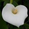 Roots Plants Arum Lily 'Crowborough'