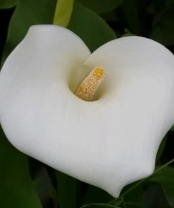 Roots Plants Arum Lily 'Crowborough'