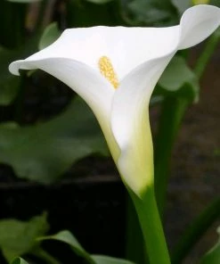Roots Plants Arum Lily 'Crowborough'