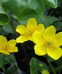 Roots Plants Marsh Marigold | Caltha Palustris