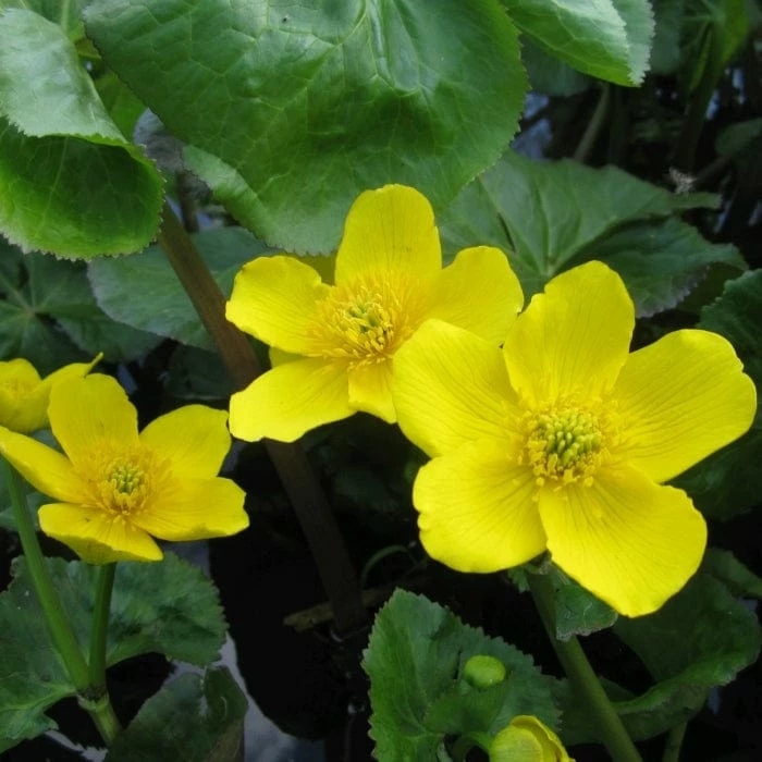 Roots Plants Marsh Marigold | Caltha Palustris 3 Roots Plants Marsh Marigold | Caltha Palustris