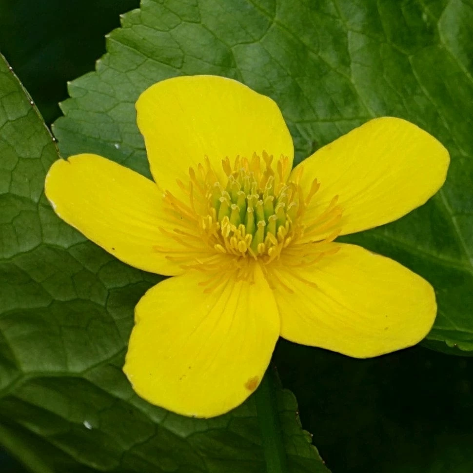 Roots Plants Marsh Marigold | Caltha Palustris 4 Roots Plants Marsh Marigold | Caltha Palustris