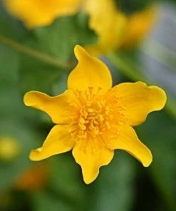 Roots Plants Marsh Marigold | Caltha Palustris 12 Roots Plants Marsh Marigold | Caltha Palustris