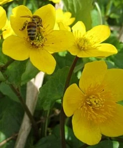 Roots Plants Marsh Marigold | Caltha Palustris 10 Roots Plants Marsh Marigold | Caltha Palustris