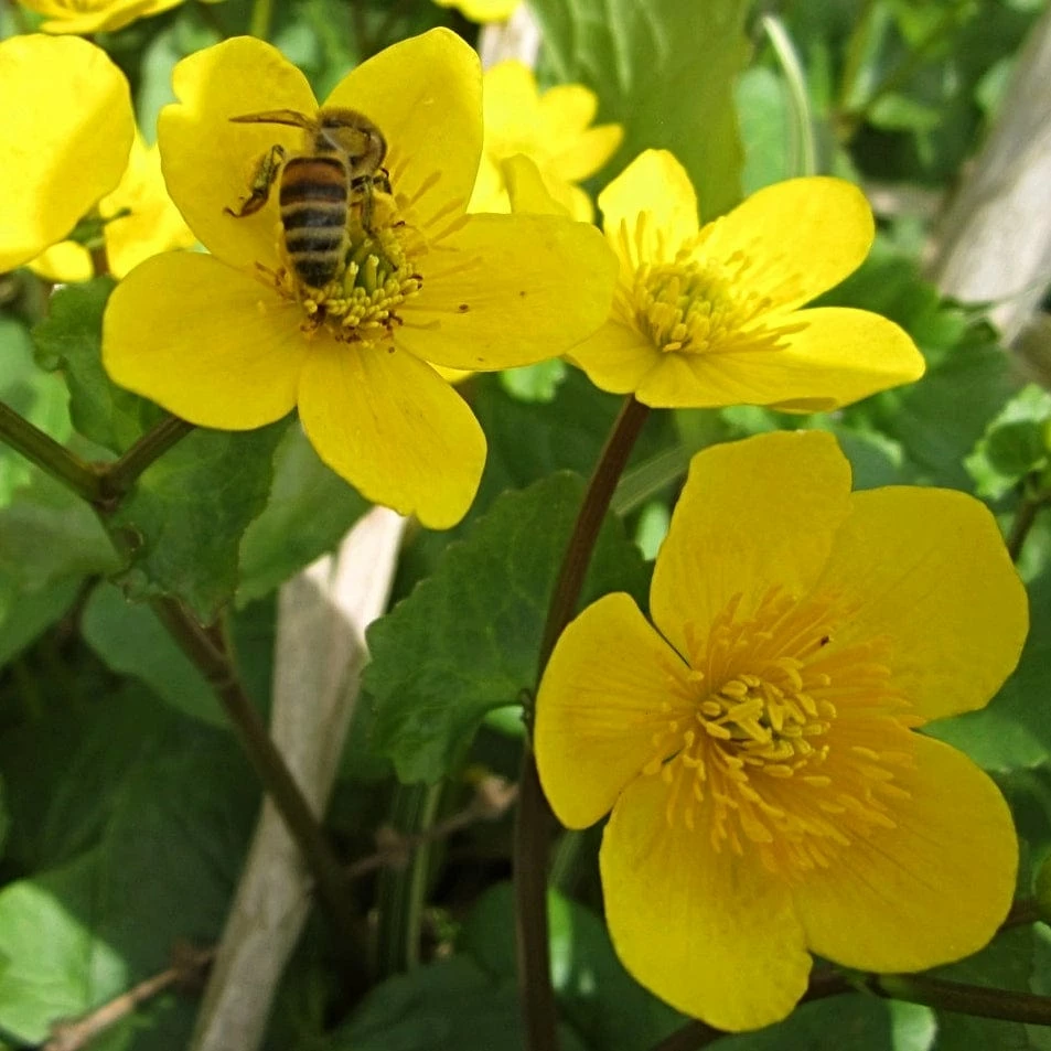 Roots Plants Marsh Marigold | Caltha Palustris 5 Roots Plants Marsh Marigold | Caltha Palustris