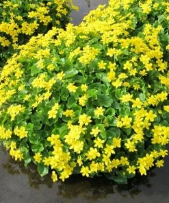 Roots Plants Marsh Marigold | Caltha Palustris 11 Roots Plants Marsh Marigold | Caltha Palustris