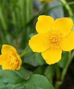 Roots Plants Marsh Marigold | Caltha Palustris 13 Roots Plants Marsh Marigold | Caltha Palustris
