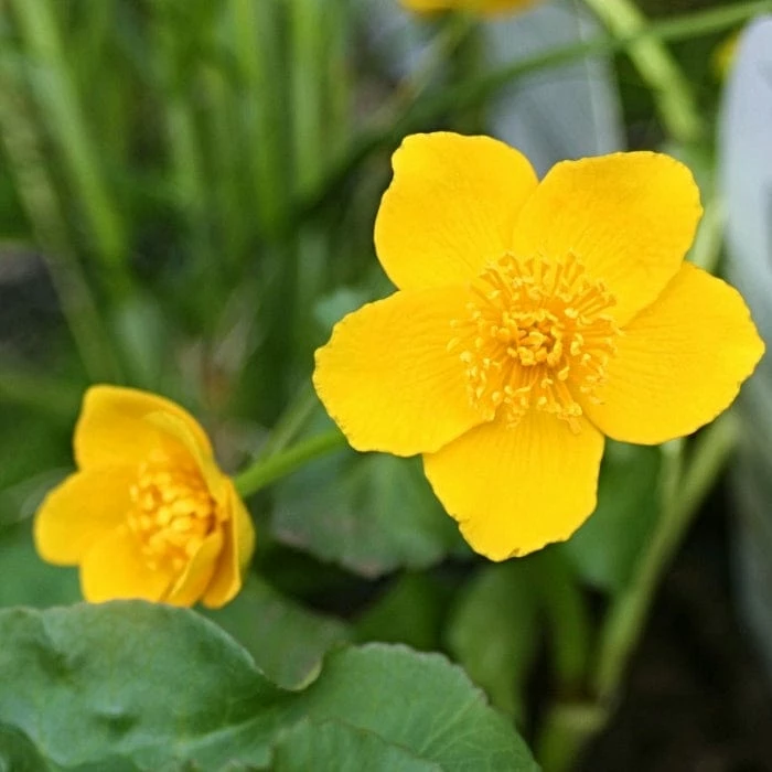 Roots Plants Marsh Marigold | Caltha Palustris 8 Roots Plants Marsh Marigold | Caltha Palustris