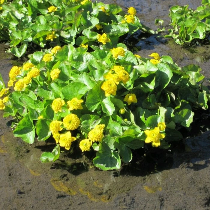 Roots Plants Swamp Marsh Marigold | Caltha Palustris 'Plena' 5 Roots Plants Swamp Marsh Marigold | Caltha Palustris 'Plena'