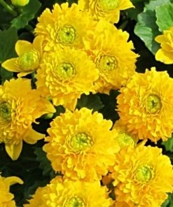 Roots Plants Swamp Marsh Marigold | Caltha Palustris 'Plena'