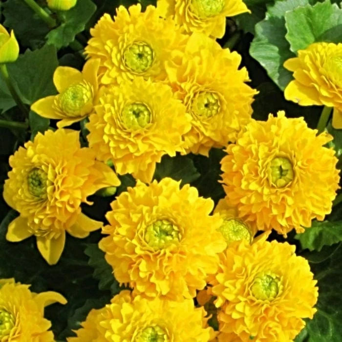 Roots Plants Swamp Marsh Marigold | Caltha Palustris 'Plena' 3 Roots Plants Swamp Marsh Marigold | Caltha Palustris 'Plena'