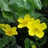 Roots Plants Giant Marsh Marigold | Caltha Palustris Polypetala 1 Roots Plants Giant Marsh Marigold | Caltha Palustris Polypetala