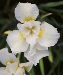 Roots Plants Iris Sibirica 'Snow Queen'