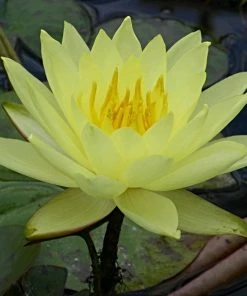Roots Plants Water Lily | Nymphaea Lemon Mist