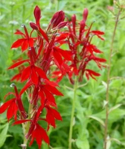 Roots Plants Lobelia Cardinalis | Cardinal Flower All Pond Plants