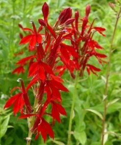 Roots Plants Lobelia Cardinalis | Cardinal Flower All Pond Plants