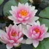 Roots Plants Water Lily | Nymphaea Mrs Richmond