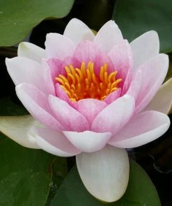 Roots Plants Water Lily | Nymphaea Mrs Richmond