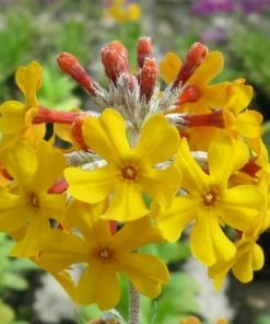 Roots Plants All Pond Plants Bee's Primula | Primula Beesiana