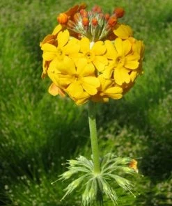Roots Plants All Pond Plants Bulley's Primrose | Primula Bulleyana