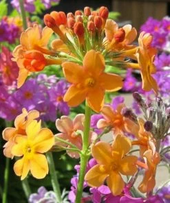 Roots Plants All Pond Plants Bulley's Primrose | Primula Bulleyana