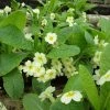 Roots Plants Wild Primrose | Primula Vulgaris