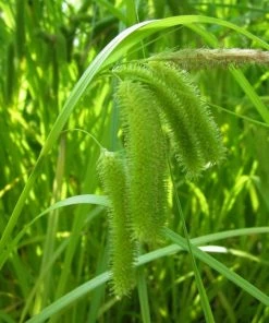 Roots Plants Cyperus Sedge | Carex Pseudocyperus