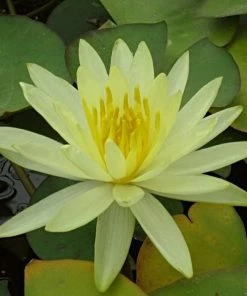 Roots Plants Water Lily 'Colonel A J Welch' | Nymphaea | 3L Pot