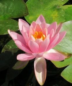 Roots Plants Fragrant Water Lily | Nymphaea Odorata 'Firecrest' | 3L Pot